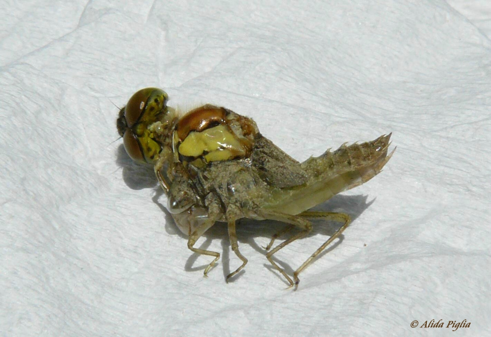 Scheda: Sympetrum striolatum